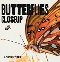 Butterflies Closeup