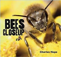 Honey Bees - Close Up
