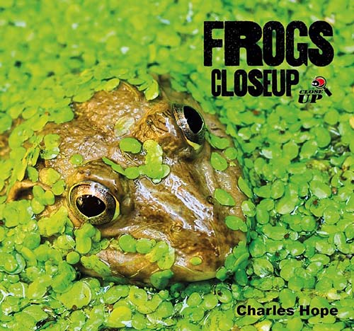 Frogs Closeup