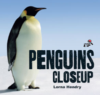 Penguins - Close Up