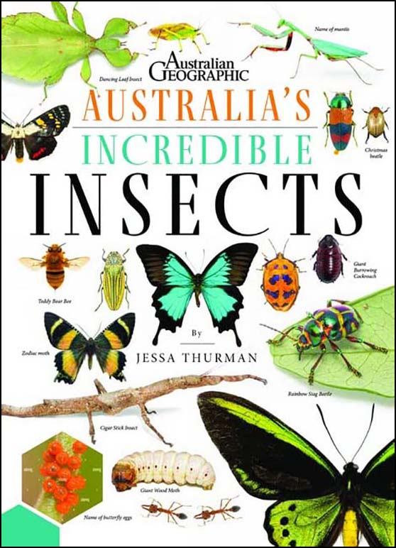 Australia’s Incredible Insects