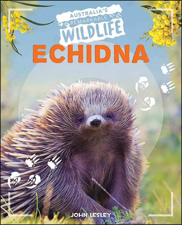 Australia's Remarkable Wildlife: Echidna