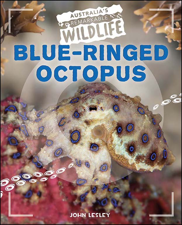 Australia's Remarkable Wildlife: Blue-Ringed Octopus